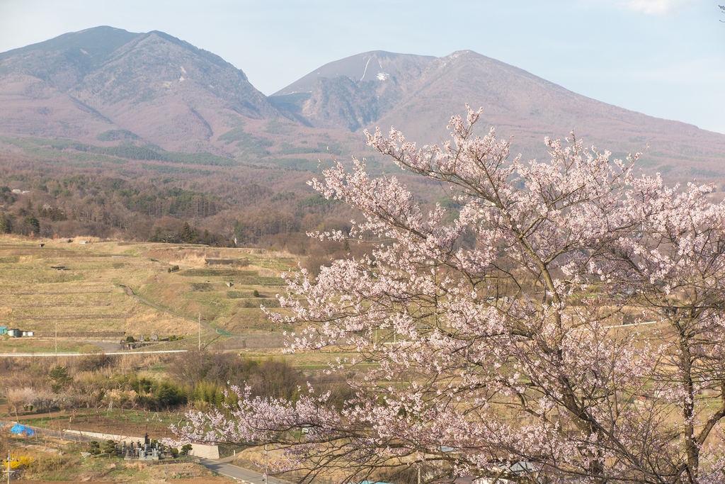 浅間山と桜 （2016年4月9日）
