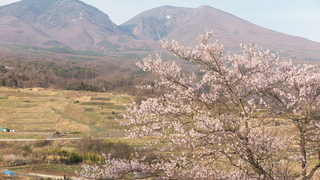 浅間山と桜 （2016年4月9日）
