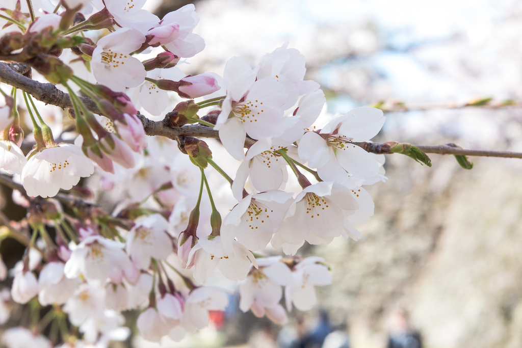 懐古園 桜まつり （2016年4月11日）
