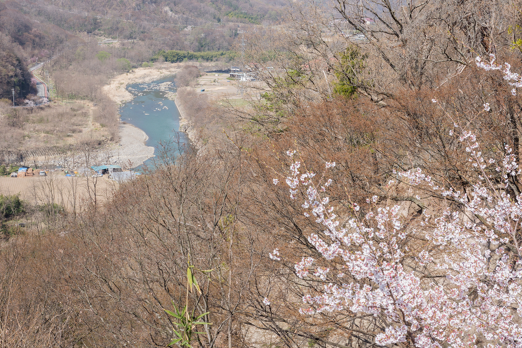千曲川【懐古園 桜まつり】 (2019年4月22日)