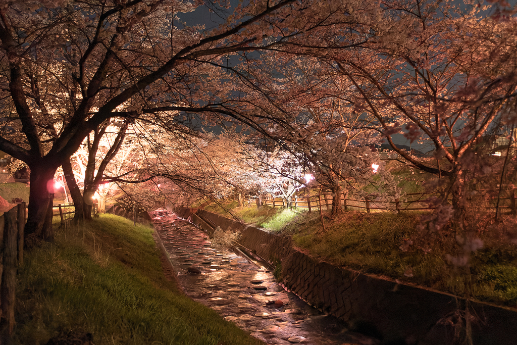 花川親水公園（夜桜／小諸市）