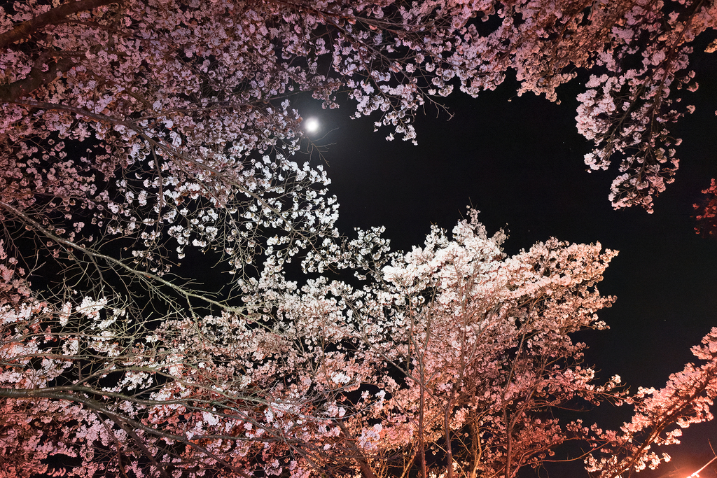 花川親水公園（夜桜／小諸市）