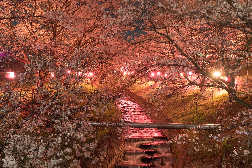 花川親水公園（夜桜／小諸市）