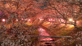 花川親水公園（夜桜／小諸市）