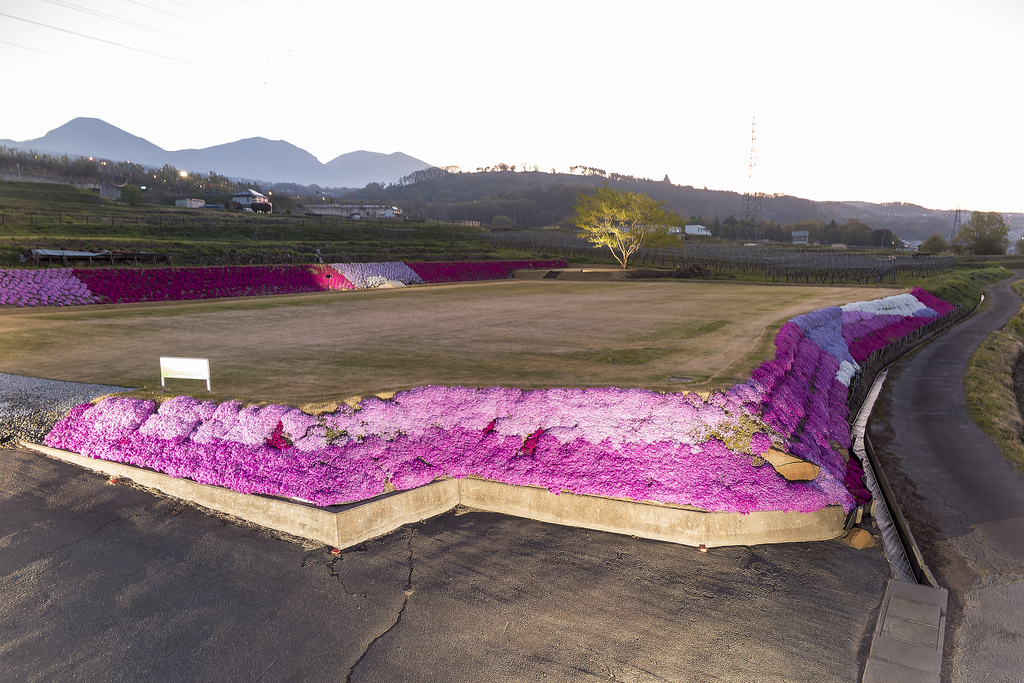 芝桜と浅間連山(2025年4月30日 4:36)