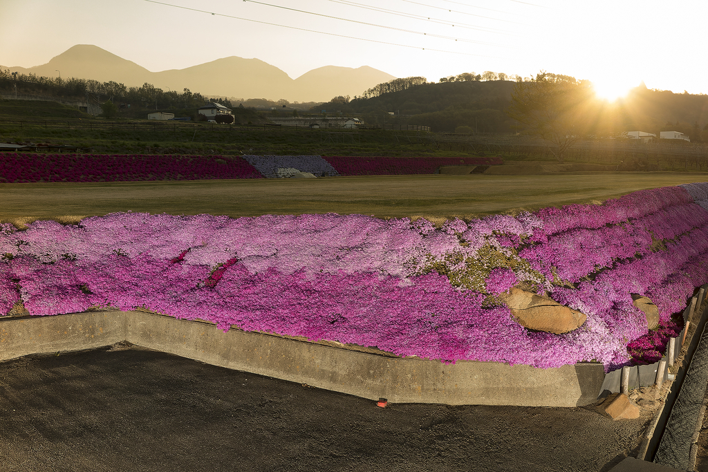 芝桜と浅間連山(2025年4月30日 5:32)