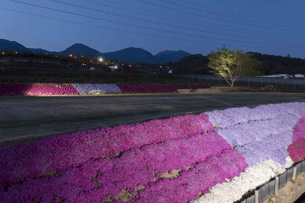芝桜と浅間連山(2025年4月29日 19:07)