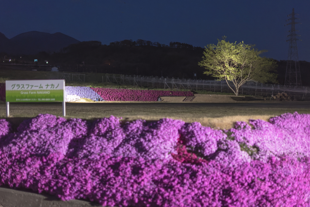 芝桜と浅間連山(2025年4月29日 19:19)